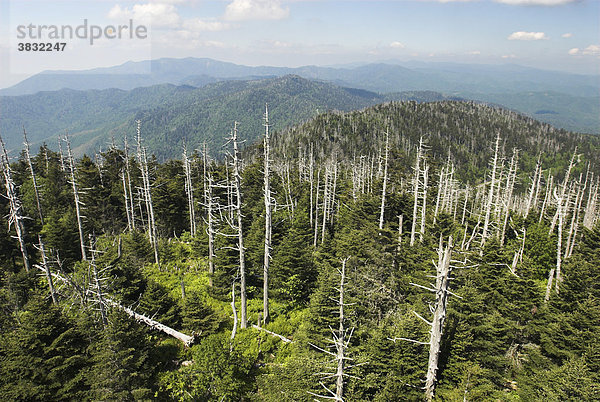 Von Schädlingen getötete Bäume auf dem Clingman's Dome  Great Smokey Mountains Nationalpark  North Carolina und Tennessee  USA