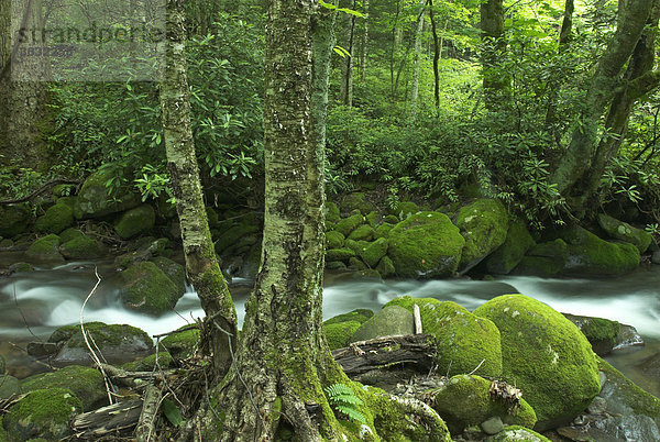 Fluss Roaring Fork  Great Smokey Mountains Nationalpark  North Carolina und Tennessee  USA