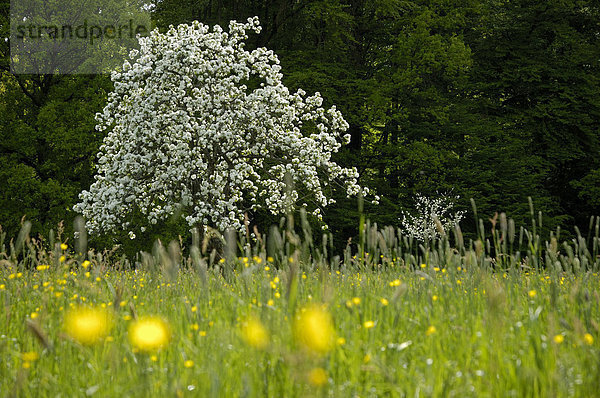 Blühender Apfelbaum auf Frühlingswiese