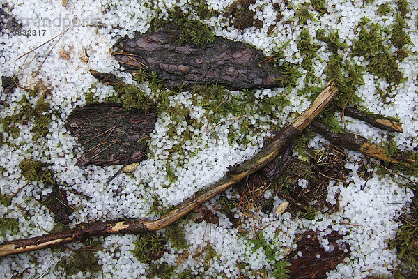 Hagelkörner auf Waldboden