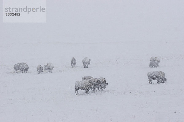 Gruppe von Bisons im Schneesturm