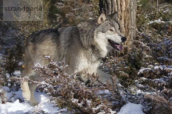 Portrait eines Wolfes in winterlicher Landschaft