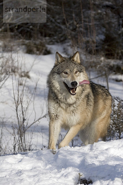 Jagender Wolf im Winter