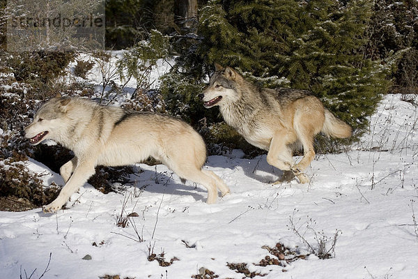2 Wölfe jagen durch die Winterlandschaft