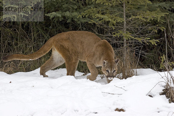 Puma im Winter
