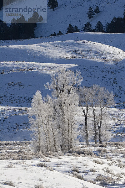 Mit Raureif überzogene Bäume im Yellowstone Nationalpark