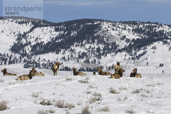 Weibliche Wapitigruppe im Winter in Yellowstone n Nationalpark