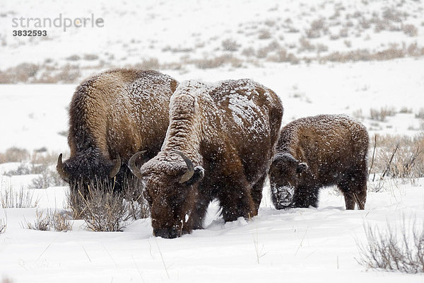 Bison mit Jungtier im Schnee