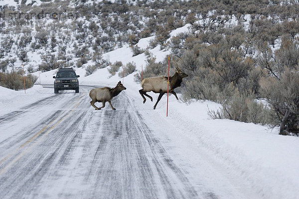 Wapitis überqueren eine Straße im Yellowstone Nationalpark