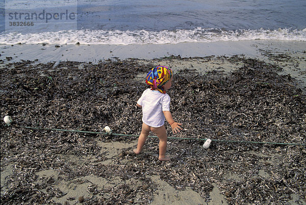 Einjähriger an Strand voller Seetang - Mallorca - Spanien