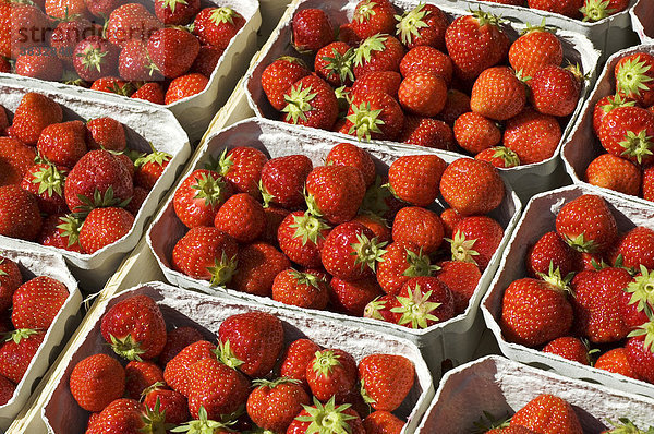 Frisch gepflückte biologisch angebaute Erdbeeren in der Schale warten darauf  zu köstlicher Marmelade verarbeitet zu werden