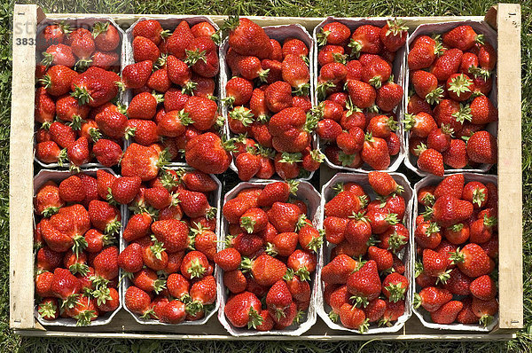 Frisch gepflückte biologisch angebaute Erdbeeren in der Schale warten darauf  zu köstlicher Marmelade verarbeitet zu werden