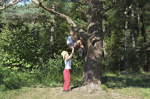 Junge 6 Jahre hilft seinem 8-jährigen Bruder beim Klettern auf einen Baum im Perlacher Forst in München