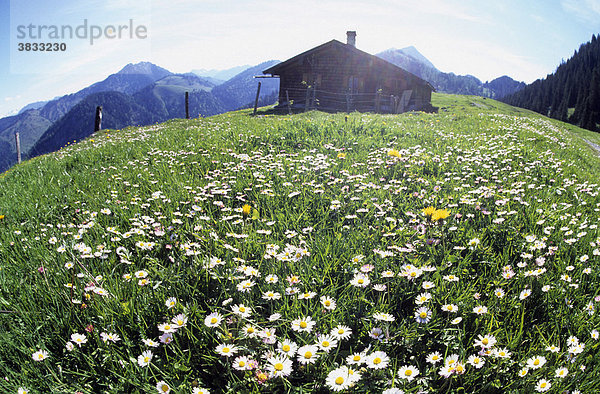 Wiese mit Alpen-Wucherblumen Tanacetum alpinum und alte Berghütte auf der Himmelmoosalm im Mangfallgebirge Deutschland