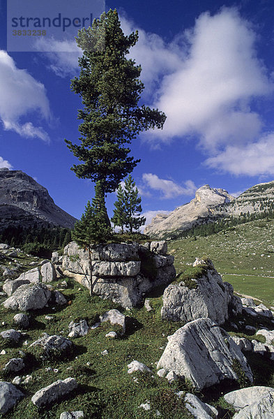 Einzelne Kiefer wächst auf einem Felsblock auf der grossen Fanesalm Dolomiten Italien