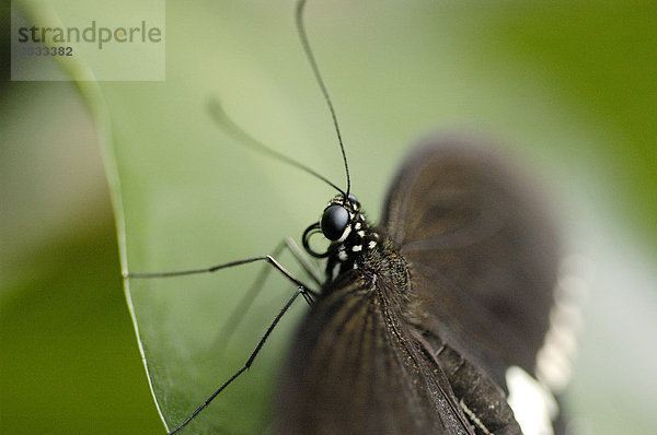 Papilio thoas  Schwalbenschwanz  Papilionidae sitzt auf Blatt mit ausgebreiteten Flügeln schwarz weiß