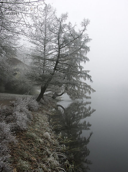 Wintertag mit Nebel und Raureif im Wörlitzer Park bei Dessau