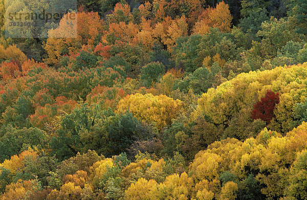 Spanien Katalonien Lerida Pyrenäen Col de Perves herbstlicher Wald