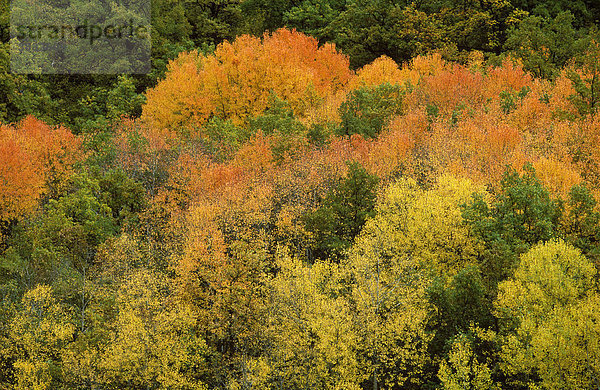 Spanien Katalonien Lerida Pyrenäen Valle de Boi herbstlicher Wald