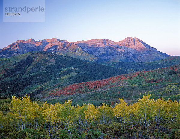 USA Utah Wasatch Range Mount Timpanogo Alpine Loop   herbstlicher Wald