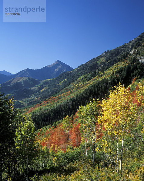 USA Utah Wasatch Range Aspen Grove Sundance Alpine Loop   herbstlicher Wald