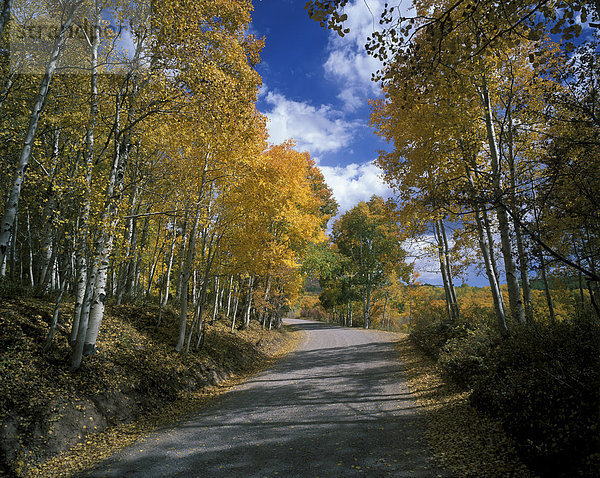 USA Utah Wasatch Range Fishlake National Forest   Straße durch herbstlichen Espenwald
