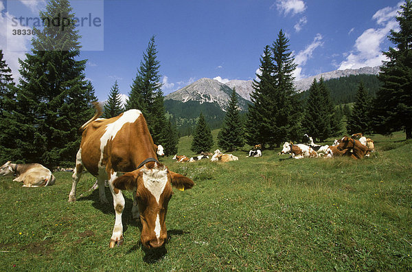 Österreich Tirol Wettersteingebirge Leutasch Gaistal Kühe
