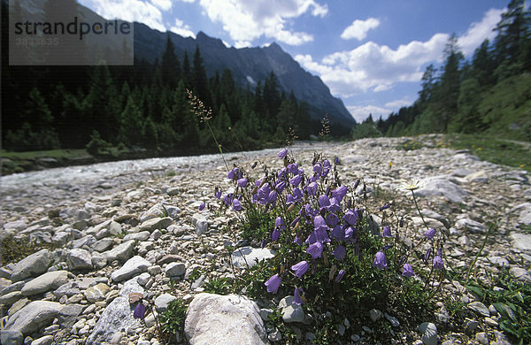 Österreich Tirol Wettersteingebirge Leutascher Ache Gaistal Glockenblumen