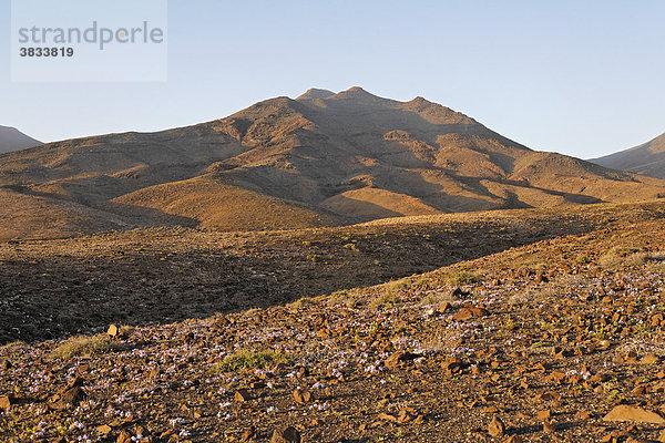 Frühlings-Vegetation mit Bolles Levkoje ( Matthiola bolleana ) Naturpark Jandia Halbinsel Fuerteventura