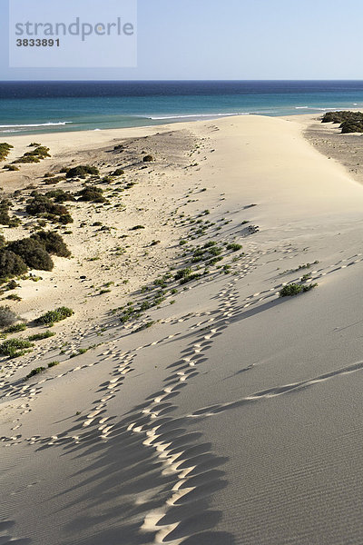 Sanddüne in Risco del Paso   Playa de Sotavento   Jandia   Fuerteventura   Kanarische Inseln