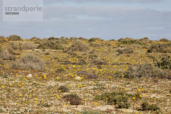 Frühlingsvegetation mit blühender Tanger-Reichardie ( Reichardia tingitana ) - Istmo de la Pared   Fuerteventura   Kanarische Inseln