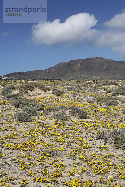 Flaumfrüchtige Hauhechel ( Ononis hebecarpa ) in Jandia   Fuerteventura   Kanarische Inseln