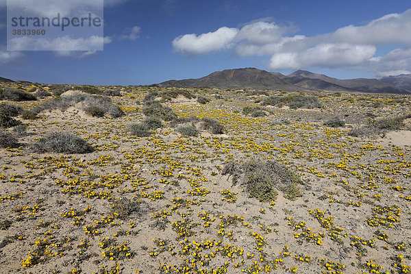 Flaumfrüchtige Hauhechel ( Ononis hebecarpa ) in Jandia   Fuerteventura   Kanarische Inseln