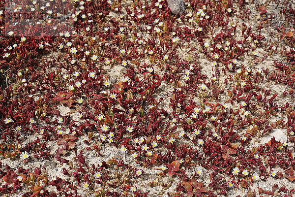 Eiskraut   Sodapflanze   Kristall-Mittagsblume ( Mesembryanthemum crystallinum )   Fuerteventura   Kanarische Inseln