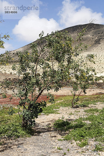 Blaugrüner Tabak   Strauchtabak   Baumtabak ( Nicotiana glauca )   Fuerteventura   Kanarische Inseln