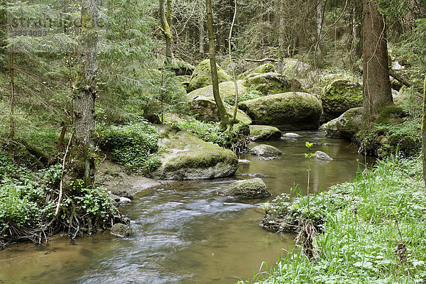 Naturschutzgebiet Doost - Granitblöcke in Bach - nahe Neustadt an der Waldnaab   Oberpfalz Bayern