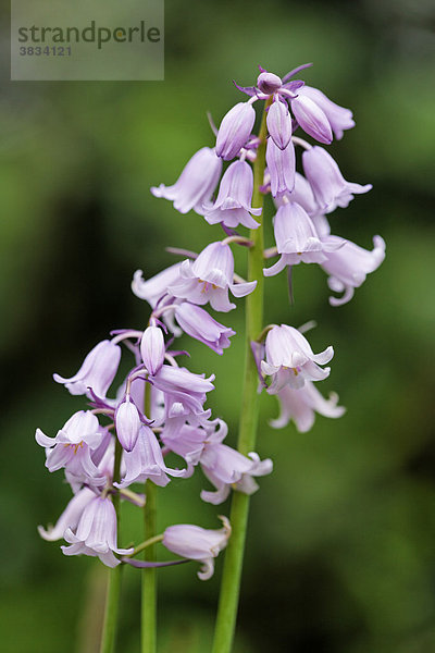 Spanisches Hasenglöckchen ( Hyacinthoides hispanica )