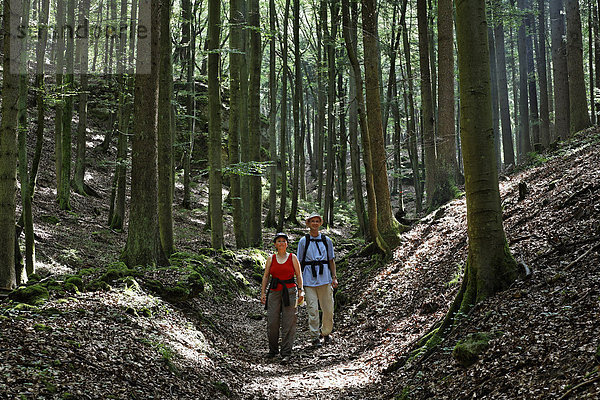 Wanderer auf Waldweg bei Mühlbach   Altmühltal   Oberpfalz   Bayern