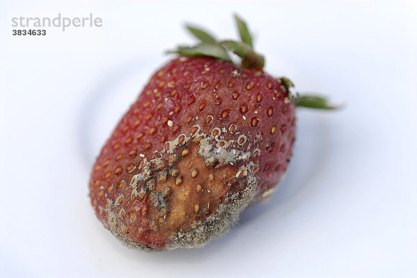 Verschimmelte erdbeeren