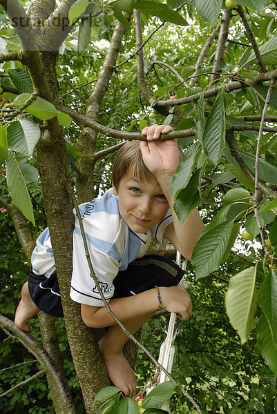 Junge klettert auf kirschbaum
