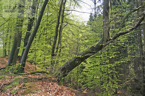 Buchenwald (Fagus silvatica) im Frühjahr kurz nach dem Laubaustrieb