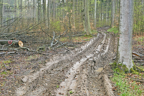 Ausgefahrener Weg im Wald durch schwere Maschinen  Schädigung des Waldes durch Verdichtung des Waldbodens