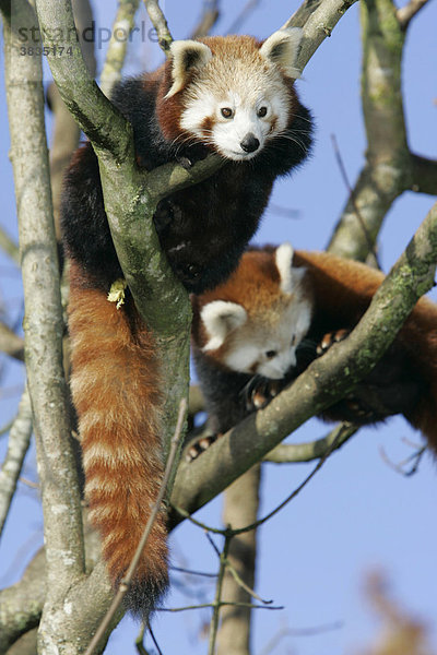 Muenchen  DEU  28.10.2005 - Kleiner Panda oder Katzenbaer (lat. Ailurus fulgens)  aufgenommen im Tierpark Hellabrunn in Muenchen.