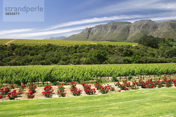 Blick vom Weingut Rust en Vrede auf Rosengarten und Weinreben vor schöner Bergkulisse (Südafrika).