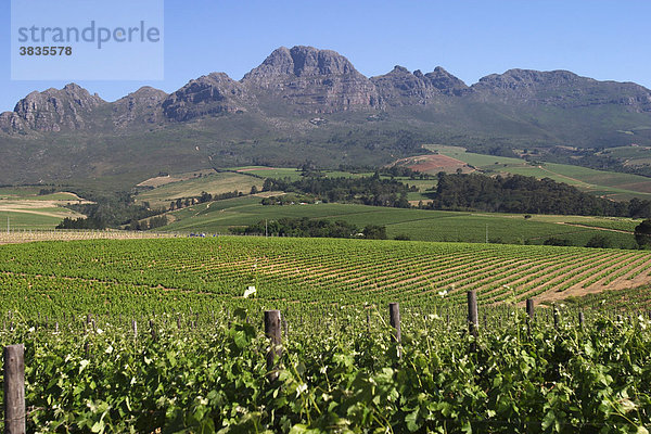 Weinreben vor Bergkulisse bei Stellenbosch (Südafrika).