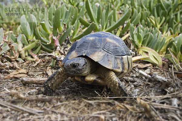 Spur-thighed mediterranean land tortoise  Sardinia