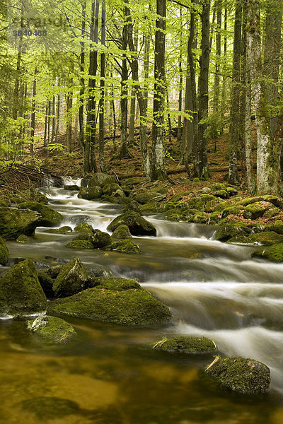 Kleine Ohe  Bayerischer Wald  Bayern  Deutschland  Europa