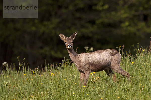 Reh (Capreolus capreolus)