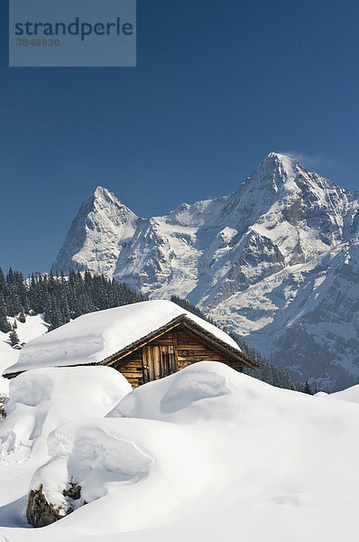 Verschneite Almhütte  Mürren  Schweiz  Europa