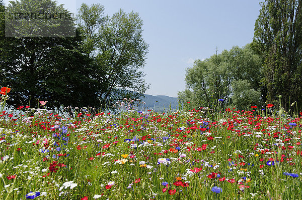 Blühende Blumenwiese bei Sipplingen am Bodensee  Baden-Wuerttemberg  Deutschland  Europe